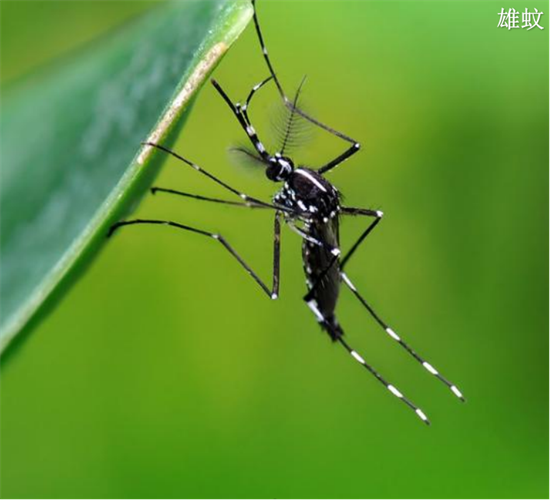 預防登革熱，小心白紋伊蚊